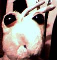 Skippy